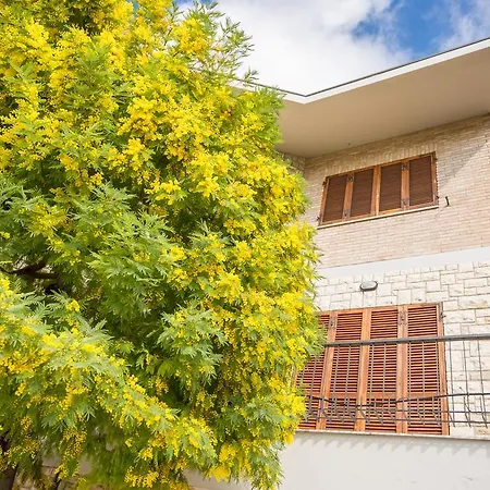 La Mimosa Guest house Assisi